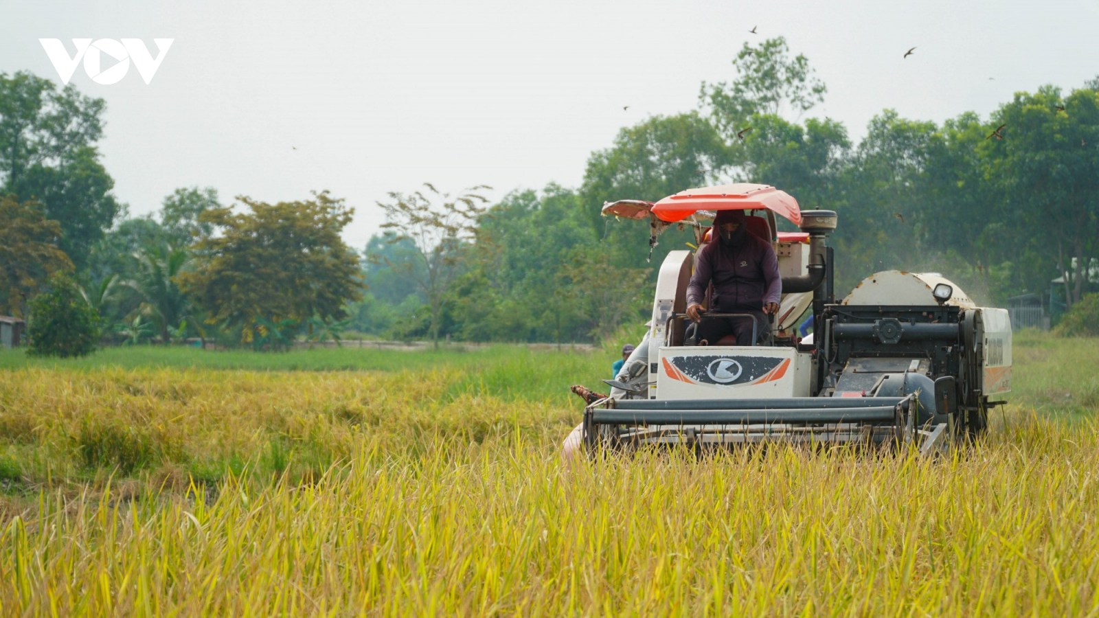 Những lô ST25 hữu cơ đầu tiên của huyện ngoại thành Bình Chánh,TP.HCM